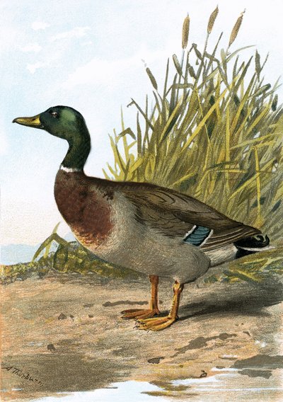 Pato Selvagem ou Pato-real de English School