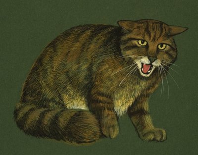 Gato selvagem de English School