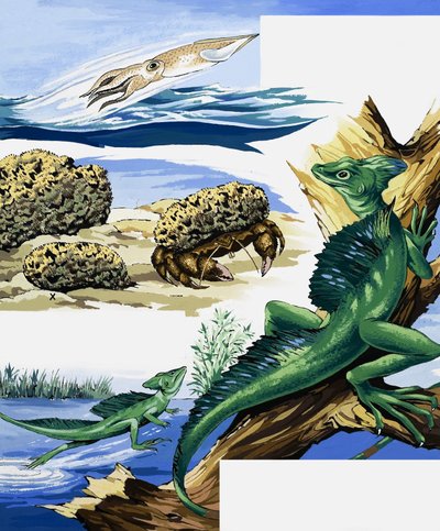Montagem de animais selvagens de English School