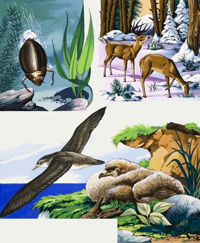 Montagem de animais selvagens de English School
