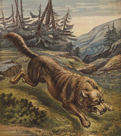 Lobo (litografia a cores) de English School