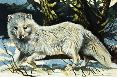 Lobo de English School