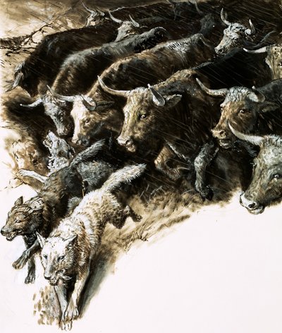 Lobos apanhados em uma debandada de English School
