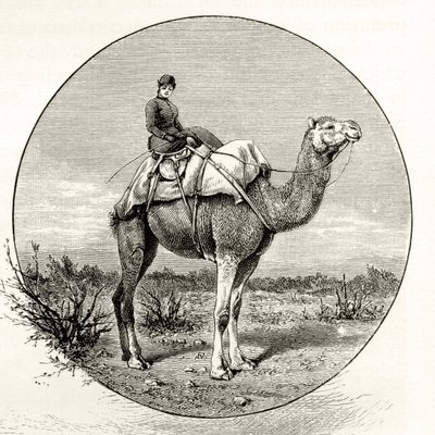 Mulher em um camelo na Austrália, c.1880, de "Fotos australianas", de Howard Willoughby, publicado pela Religious Tract Society, Londres, 1886 de English School