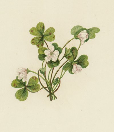 Wood-Sorrel, Oxalis Acetosella (cor litho) de English School