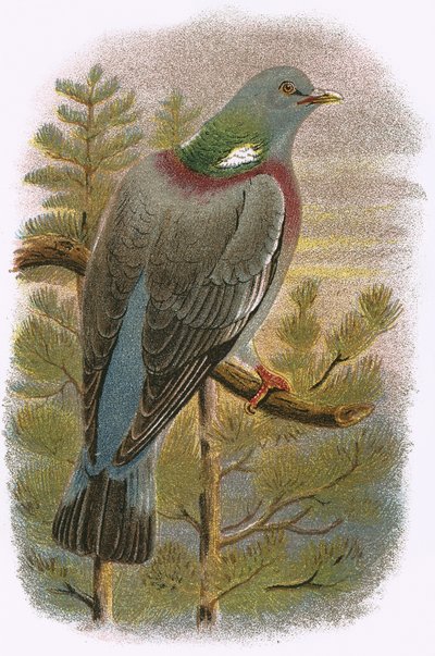 Pombo da floresta de English School