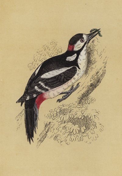 Pica-pau (cor litho) de English School