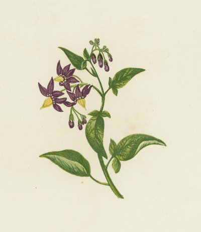 Woody Nightshade, ou Bitter Sweet, Solanum Dulcamara (cor litho) de English School