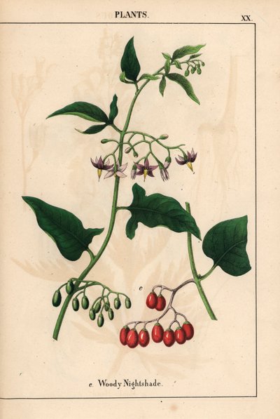 Nightshade amadeirado com flores roxas e frutas vermelhas   , de "The Instructive Picturebook, or Lessons from the Vegetable World", [Charlotte Mary Yonge], Edimburgo de English School