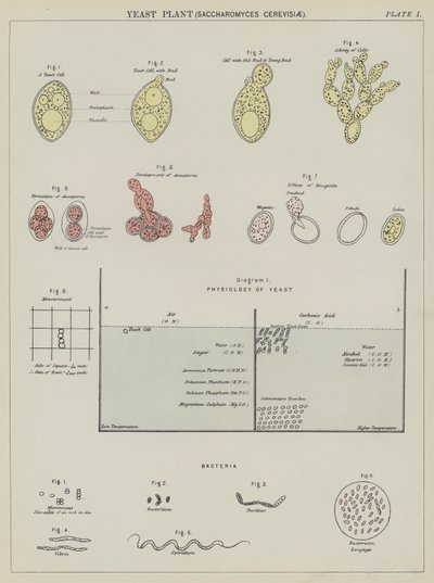 Planta de levedura, Saccharomyces Cerevisiae (litografia a cores) de English School