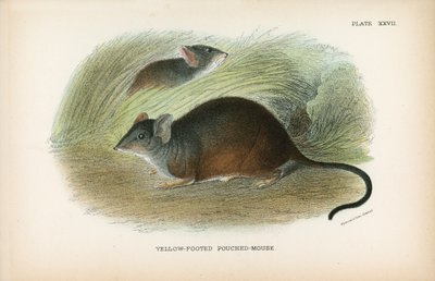 Rato-rato com patas amarelas de English School