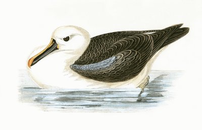 Albatroz-de-nariz-amarelo, ilustração de "Uma História das Aves da Europa Não Observadas nas Ilhas Britânicas", de Charles Robert Bree (1811-1886), publicada em 1867 de English School