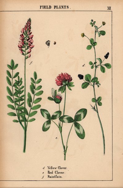 Trevo amarelo, trevo vermelho e saintfoin ou sanfoin  , de "The Instructive Picturebook, or Lessons from the Vegetable World," [Charlotte Mary Yonge], Edimburgo de English School