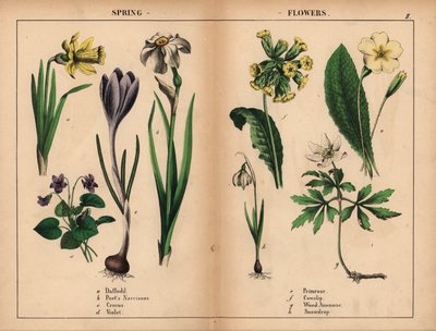 Narciso amarelo, narciso do poeta branco, açafrão roxo, violeta roxo, prímula amarela, prímula amarela, anêmona de madeira branca e floco de neve branco.   , de "The Instructive Picturebook, or Lessons from the Vegetable World," [Charlotte Mary Yonge], Edi de English School