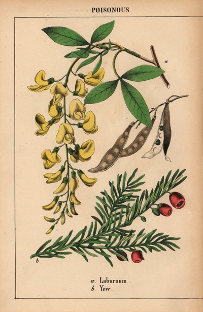 Árvore laburnum amarela e teixo com bagas vermelhas, de "The Instructive Picturebook, or Lessons from the Vegetable World," [Charlotte Mary Yonge], Edimburgo de English School