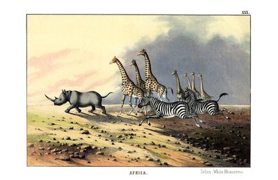 Zebra de English School