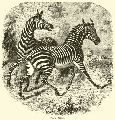 Zebras de English School