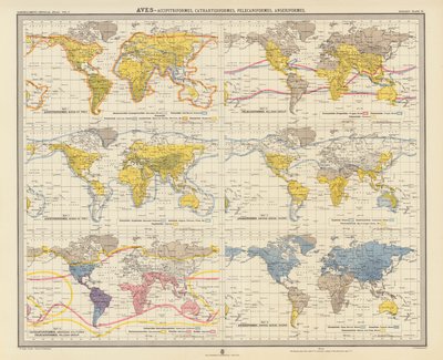 Zoogeografia: Aves, Accipitriformes, Cathartidiformes, Pelecaniformes, Anseriformes (litografia a cores) de English School