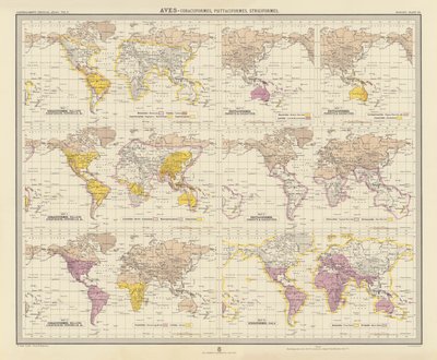 Zoogeografia: Aves, Coraciiformes, Psittaciformes, Strigiformes (litografia a cores) de English School
