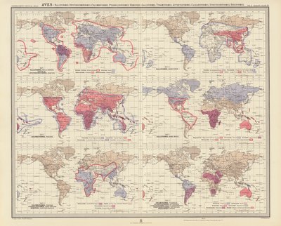 Zoogeografia: Aves, Ralliformes, Opisthocomiformes, Columbiformes, Pteroclidiformes, Hemipodii, Galliformes, Tinamiformes, Apterygiformes, Casuariiformes, Struthioniformes, Rheiformes (litografia a cores) de English School