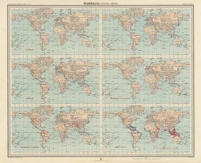 Zoogeografia: Mammalia, Cetacea, Sirenia (litografia a cores) de English School