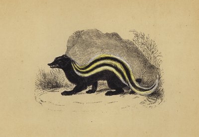 Zorilla (litografia a cores) de English School