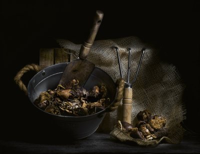 Cogumelos colhidos na natureza e ferramentas de Enrico Sottocorna