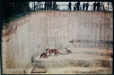 Whipsnade Zoo, Whipsnade, Central Bedfordshire, Central Bedfordshire, Reino Unido de Eric Maybank