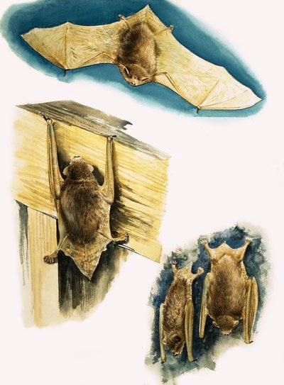 Morcegos de Eric Tansley