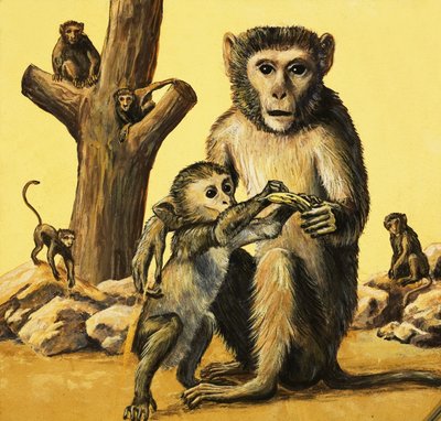 Macaco Rhesus de Eric Tansley