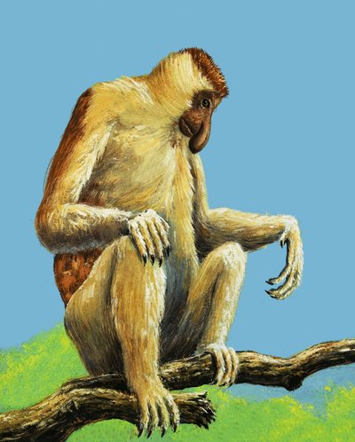 Macacos estranhos de Eric Tansley