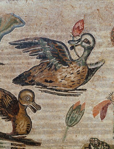 Patos a nadar numa piscina de Erich Lessing