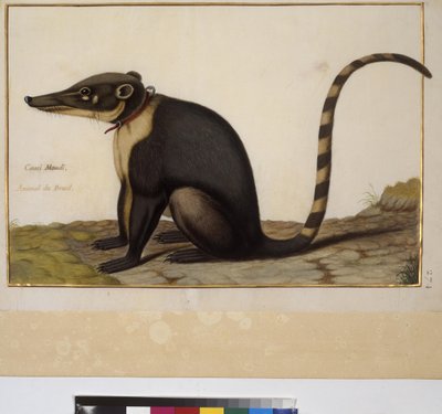 Página inteira: estudo de animais, c.1650-75 (têmpera sobre pergaminho) de Erich Lessing