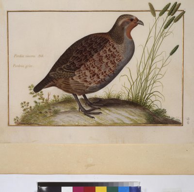 Página inteira: estudo de animais, c.1650-75 (têmpera sobre pergaminho) de Erich Lessing