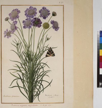 Página inteira: estudo de plantas, c.1650-75 de Erich Lessing