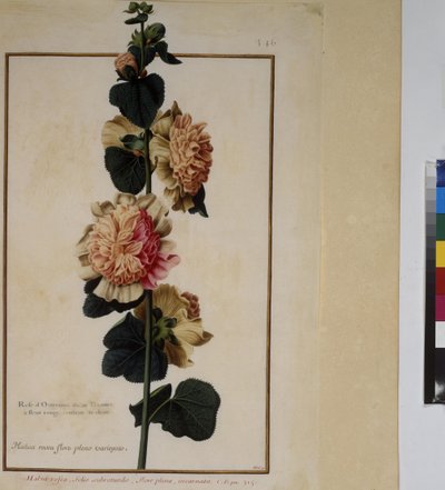 Página inteira: estudo de plantas, c.1650-75 de Erich Lessing