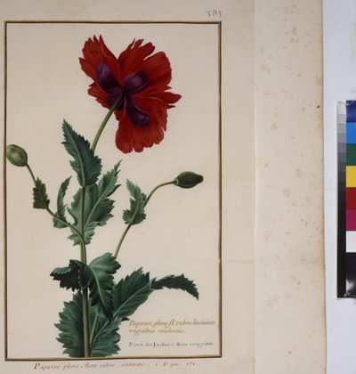 Página inteira: estudo de plantas, c.1650-75 de Erich Lessing