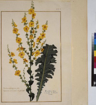 Página inteira: estudo de plantas, c.1650-75 de Erich Lessing