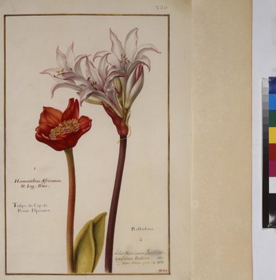 Página inteira: estudo vegetal para as espécies de Haemanthus da família das Amaryllidaceae, c.1650-75 de Erich Lessing