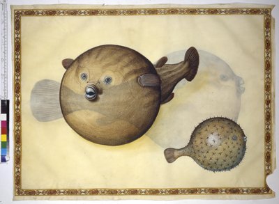 Página inteira: dois baiacus num fundo neutro de Erich Lessing