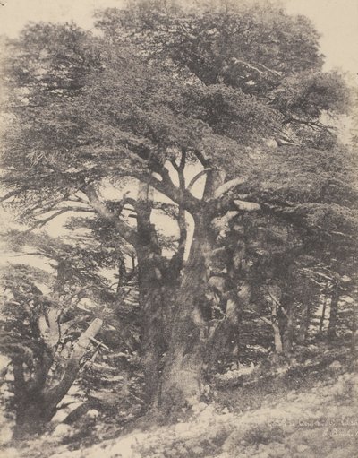 Grupo de Cedros do Monte Líbano / [Grupo de Cedros do Monte Líbano]. de Ernest Benecke