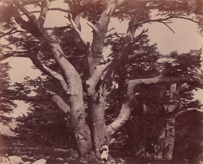 Floresta. de Ernest Benecke