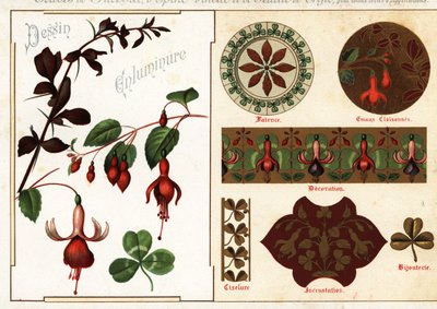 Imagens de fúcsia e bérberis de manuscritos e sua aplicação de Ernest Guillot