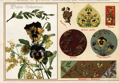 Imagens de pansies e mimosa de manuscritos e sua aplicação de Ernest Guillot