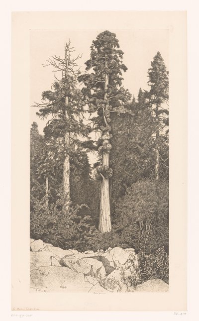 Sequoia árvore
Sequóia do bebé de Ernest Haskell (signed by artist)