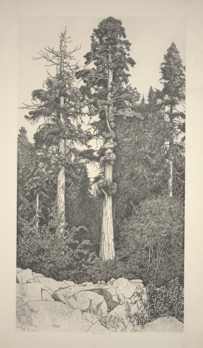 Sequoia bebê de Ernest Haskell