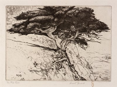 A árvore de leques de Ernest Haskell