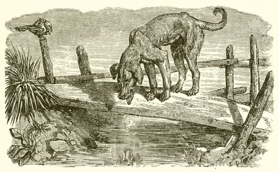 O cão e sua sombra de Ernest Henry Griset