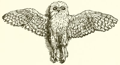 A águia e a coruja de Ernest Henry Griset