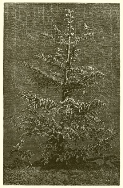 O abeto e o Bramble de Ernest Henry Griset